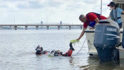 Camden Mayor Vic Carstarphen hands a flat of wild celery to an EPA diver for transplant.