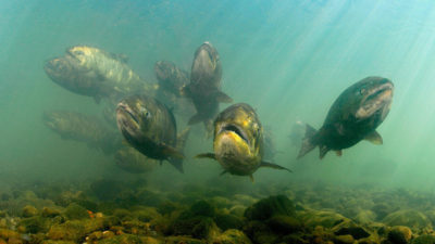 Chinook salmon.