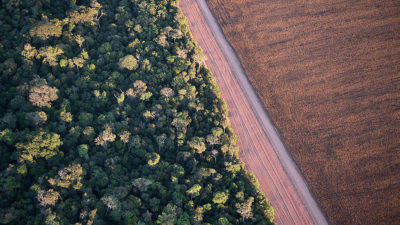 The boundary between Tanguro Farm and the Amazon rainforest in Mato Grosso, Brazil.