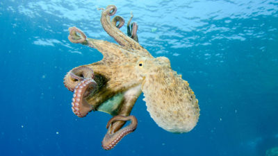 A common octopus off the coast of Kornati, Croatia.