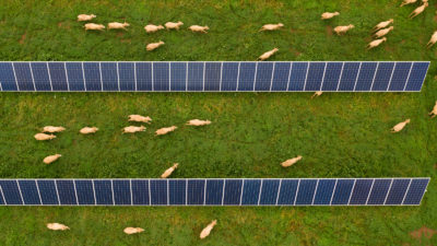Sheep graze alongside a solar array in Dubbo, Australia.