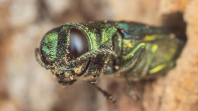 An emerald ash borer.