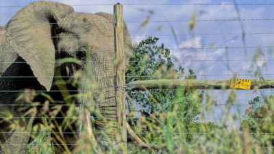 An African elephant alongside an electric fence in Laikipia, Kenya. 