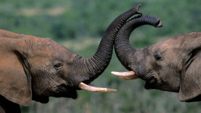Researchers are decoding the language of elephants.
