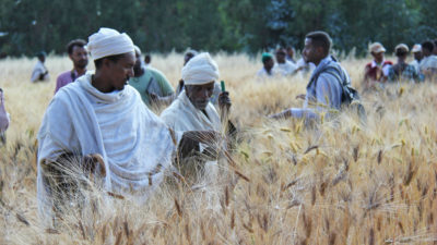 yale farmers e360 wheat ethiopian varieties examine trial results