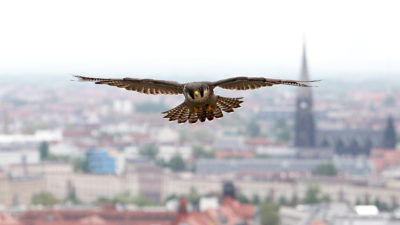 A peregrine falcon flying over Leipzig, Germany. Peregrines survive and reproduce more easily in cities than in rural areas.