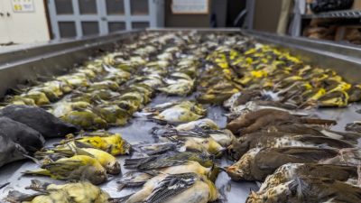 Nearly 1,000 birds were killed after colliding with the McCormick Place Lakeside Center in Chicago on October 5.
