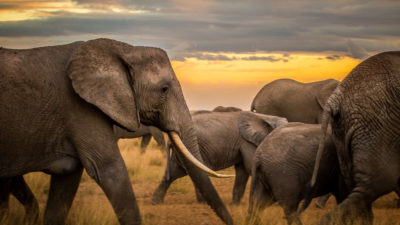 An elephant herd in Kenya.
