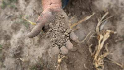 A Kansas farmer sifts through arid topsoil during the 2012 drought. 