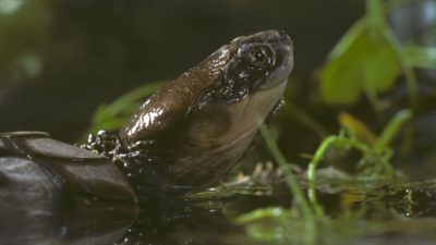 The endangered western swamp turtle in Australia is the subject of one assisted colonization project.