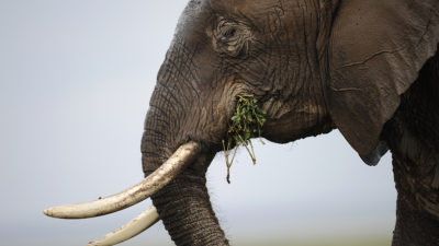 An elephant at the Amboseli game reserve, approximately 250 km south of the Kenyan capital of Nairobi.