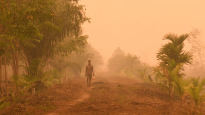 An oil palm plantation in Sumatra, Indonesia, shrouded in haze from fires on burning peatland.