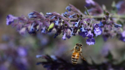 A honey bee visits a blooming catmint plant in New Mexico.