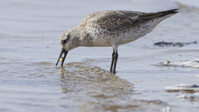 An Afro-Siberian red knot in winter plumage eating a Loripes clam in Mauritania.