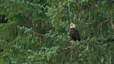 A bald eagle in Tongass National Forest, Alaska.