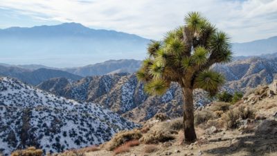 A Joshua tree on Eureka Peak in Joshua Tree National Park.