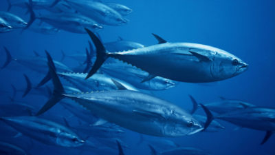 Atlantic bluefin tuna (Thunnus thynnus) off the coast of Madeira Island, Portugal.
