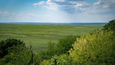 In the drained Kakhovka Reservoir, large thickets of native willow trees have taken root.

