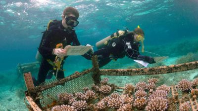 Researchers Liam Lachs and Adriana Humanes of Coralassist study selectively bred corals growing at an ocean nursery.