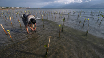 A local volunteer ties a newly-grown mangrove to a stake on Teluk Palu Beach, Indonesia.