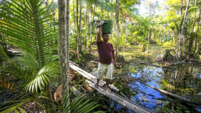 Manoel Moreira carries a basket full of açaí berries harvested from the Amazon rainforest in Pará, Brazil.
