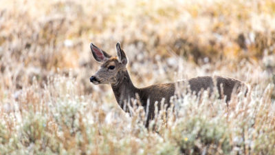A mule deer in Yellowstone National Park, which last year had its first confirmed death of a deer from chronic wasting disease.