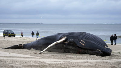 A dead humpback whale in Lido Beach, New York on January 31, 2023.