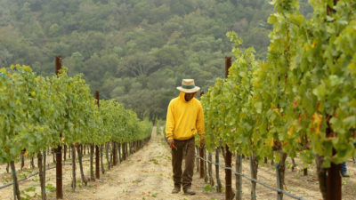 A winery in California's Napa Valley, where about 500 acres are being converted annually into vineyards.