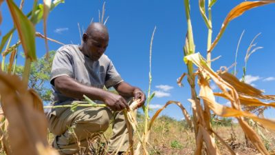 Farmer Kaunga Ngoma in his drought-devastated maize field in Mazabuka, Zambia, on March 20. 