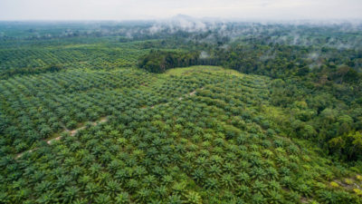 An oil palm plantation encroaches on a rainforest in West Kalimantan, Indonesia.