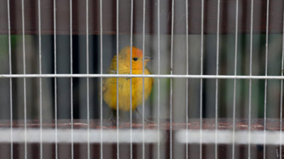 A saffron finch at a Peruvian National Forest and Wildlife Service shelter in Lima after being rescued from illegal export.