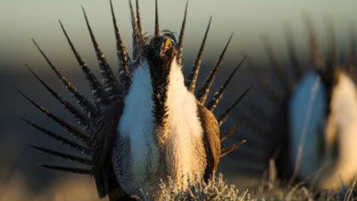 A greater sage grouse in Wyoming.