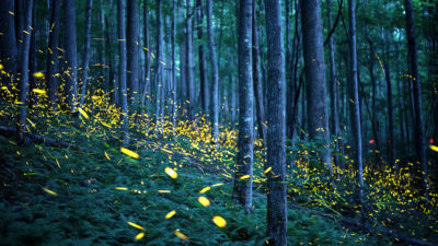 Fireflies in Great Smoky Mountains National Park.