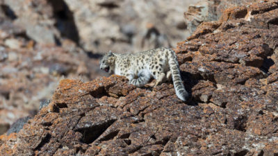 There are an estimated 1,000 snow leopards in Mongolia.