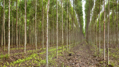 A eucalyptus plantation in Thailand where trees are harvested to make pulp for paper.