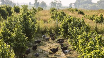 Hazelnut trees and tall grasses grow in the chicken paddocks at the Organic Compound, a farm in Faribault, Minnesota.