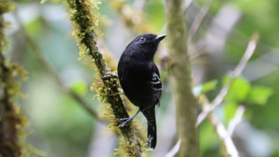 The variable antshrike is one of four bird species that are no longer found on the Cerro de Pantiacolla ridge in the Peruvian Andes.