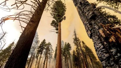 The Windy Fire burns in Sequoia National Forest in September 2021.