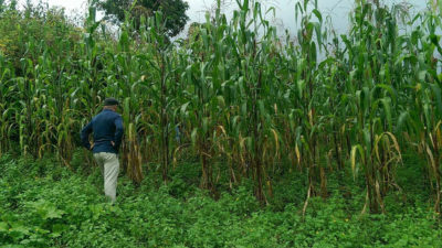A Mexican scientist inspects a field of olotón maize near Oaxaca, Mexico.