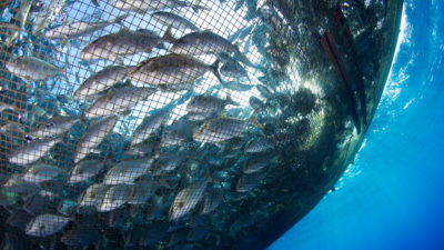 An open-ocean fish farm in Hawaii. 