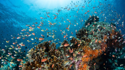 A coral reef near the Indonesian island of Bali.