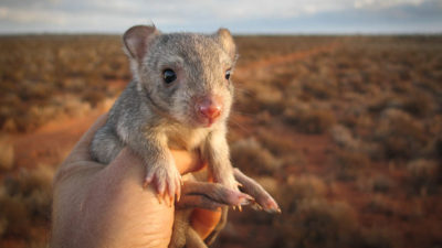 A burrowing bettong, also known as the boodie, in the Australian Outback.