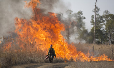 A controlled burn near the Blackwater National Wildlife Refuge in Maryland.
