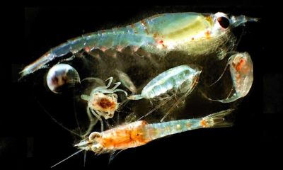 A close-up view of zooplankton.