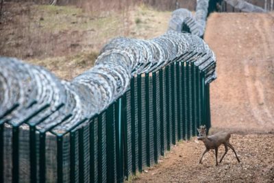 A young deer along a barbed-wire fence on the Latvian-Russian border.