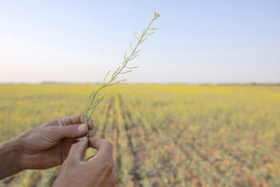 A canola plant damaged by heat and drought in Saskatchewan, Canada last July.