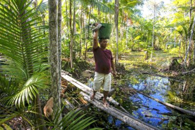 Manoel Moreira carries a basket full of açaí berries harvested from the Amazon rainforest in Pará, Brazil.
