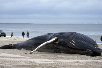 A dead humpback whale in Lido Beach, New York on January 31, 2023.