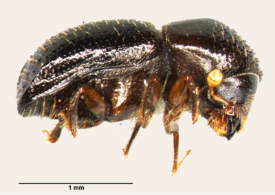 A female polyphagous shot hole borer (PSHB) beetle.