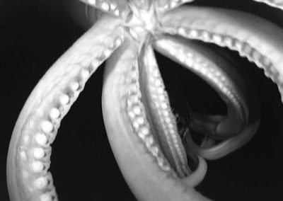 A giant squid caught on camera in 2012.